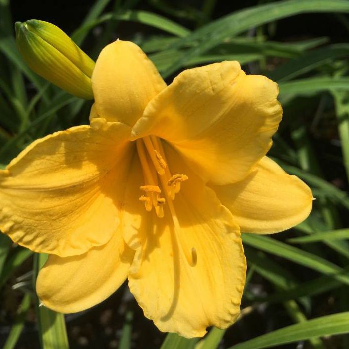 Ľaliovka ´Stella ´d´Oro´