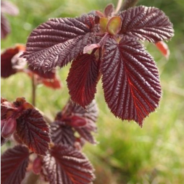 Lieska Obyčajná ’Red Zeller’