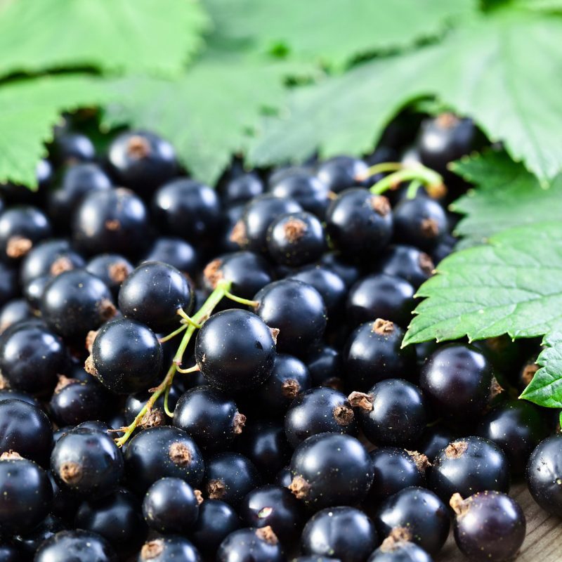 Ríbezľa čierna ´Ojebyn´ stromčeková, voľnok.