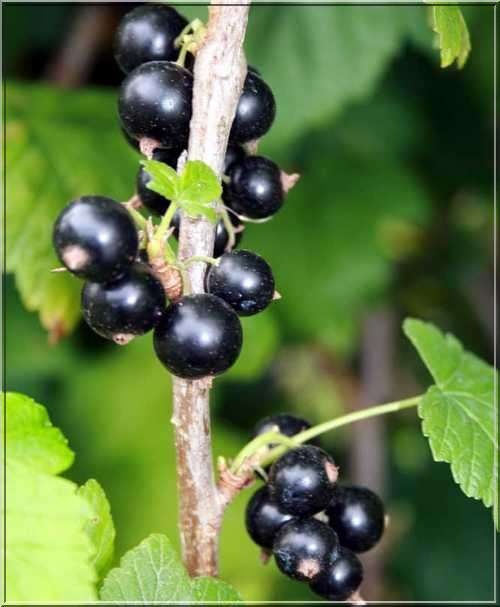 Ríbezľa čierna ´Ojebyn´ stromčeková, voľnok.