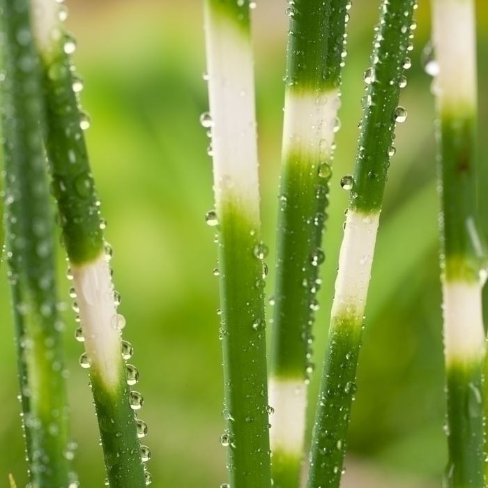 Škripina priečne pruhovaná ´Zebrinus´