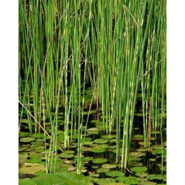 Škripina priečne pruhovaná ´Zebrinus´