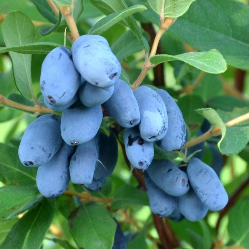 Zemolez kamčatský ´Boreal Blizzard´