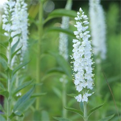 Veronika klasnatá ´White´