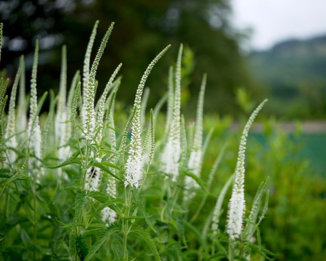 Veronika klasnatá ´White´