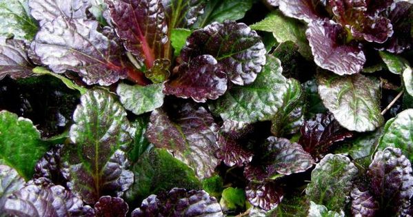 Zbehovec plazivý ´Black Scallop´