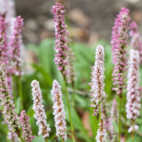 Horčiak ´Darjeeling Red´