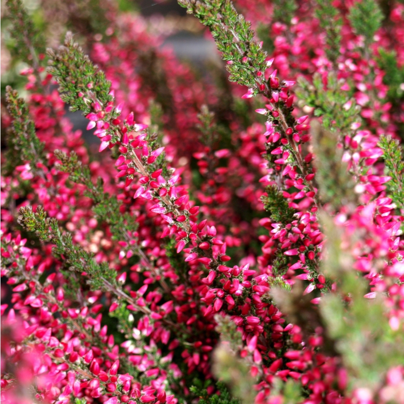 Vres obyčajný ´Aphrodite´