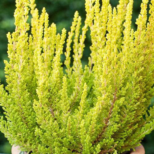 Vres obyčajný ´Zeta´