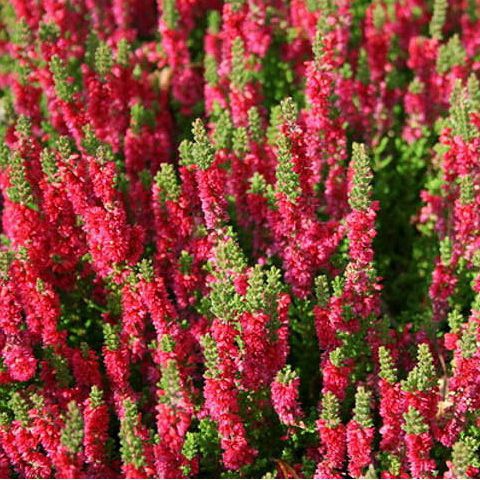 Vres obyčajný ´Dark Beauty´