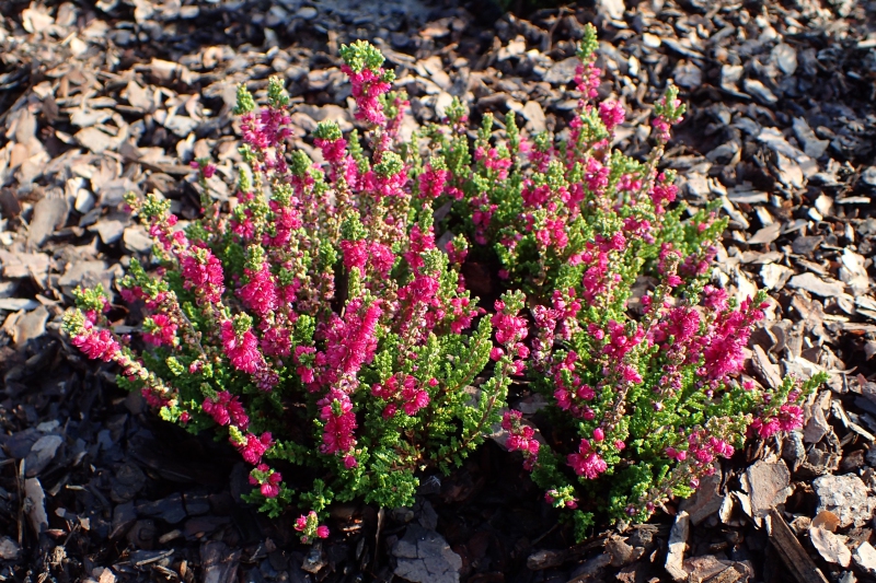 Vres obyčajný ´Dark Beauty´