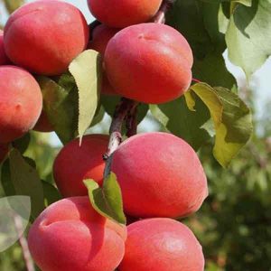 Broskyňa ´Regina´ poloskorá