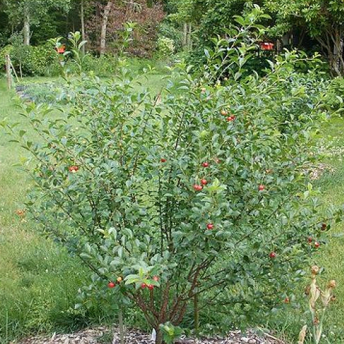 Višňa kríková ´Carmine Jewell´