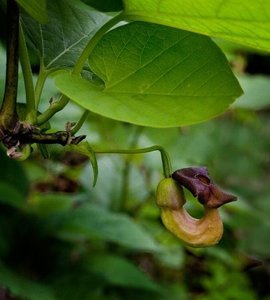 Vlkovec veľkolistý