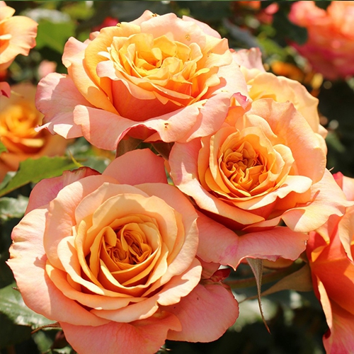 Ruža ´La Villa Cotta´