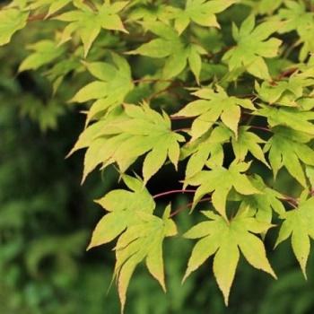 Javor dlaňovitolistý ´Verde´