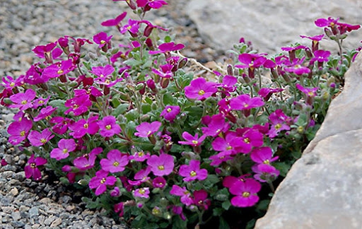 Tarička ´Audrey Red´