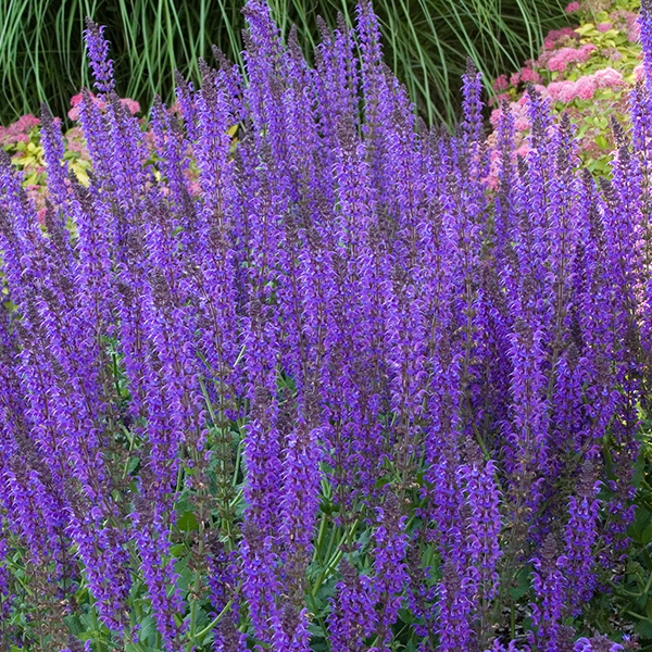 Šalvia hájna ´Mainacht´