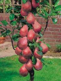 Hruška stĺpová ´Decora´, podp. Dula, kont. 5l