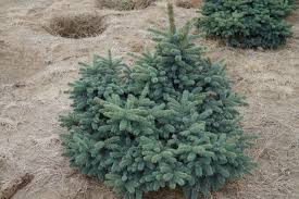 Smrek pichľavý ´Waldbrunn´