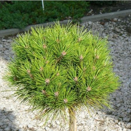 Borovica čierna ’ Brepo´