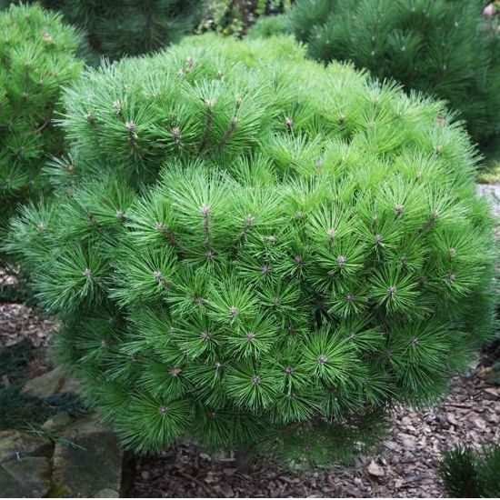 Borovica čierna ’ Brepo´