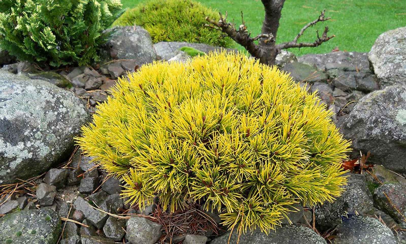 Borovica horská ´Wintergold´