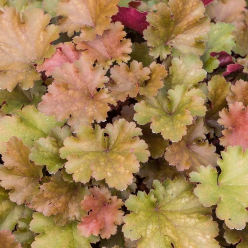 Heuchera hybridná ´Amberosus´