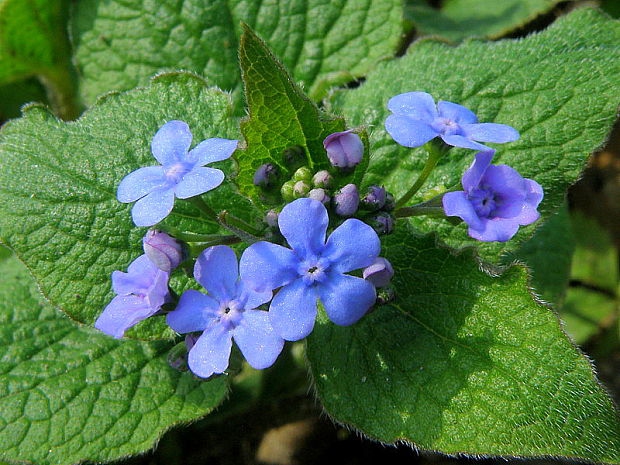 Brunera veľkolistá