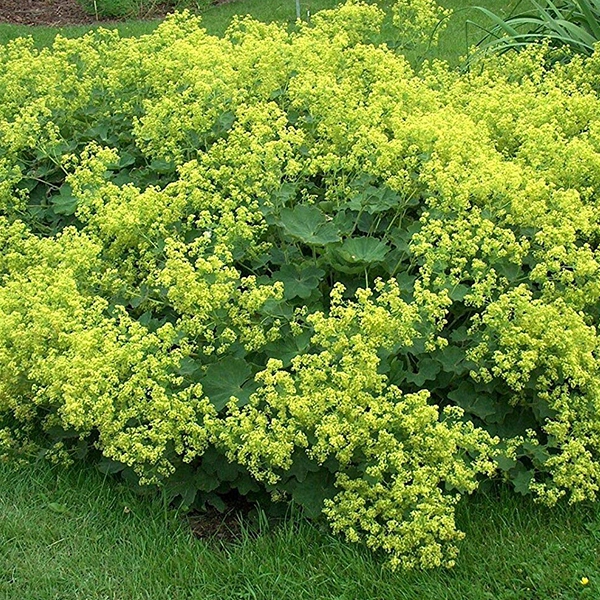 Alchemilka mäkká ´Irish Silk´