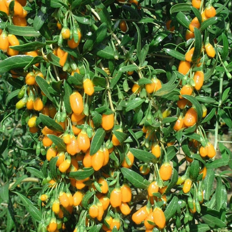 Kustovnica čínska ´Goji Golden´