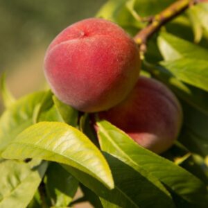 Broskyňa zakrslá Mini ´HONEY RED´, podp. Semenáč, voľnok.