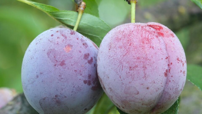 Slivka japonská ´Laroda´, podp. Myrobalán, kont. 5l