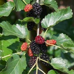 Moruša čierna ´Trnavská´