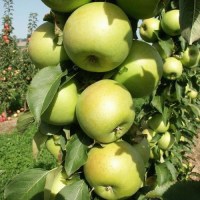 Jabloň stĺpová ´Greencats´ jesenná