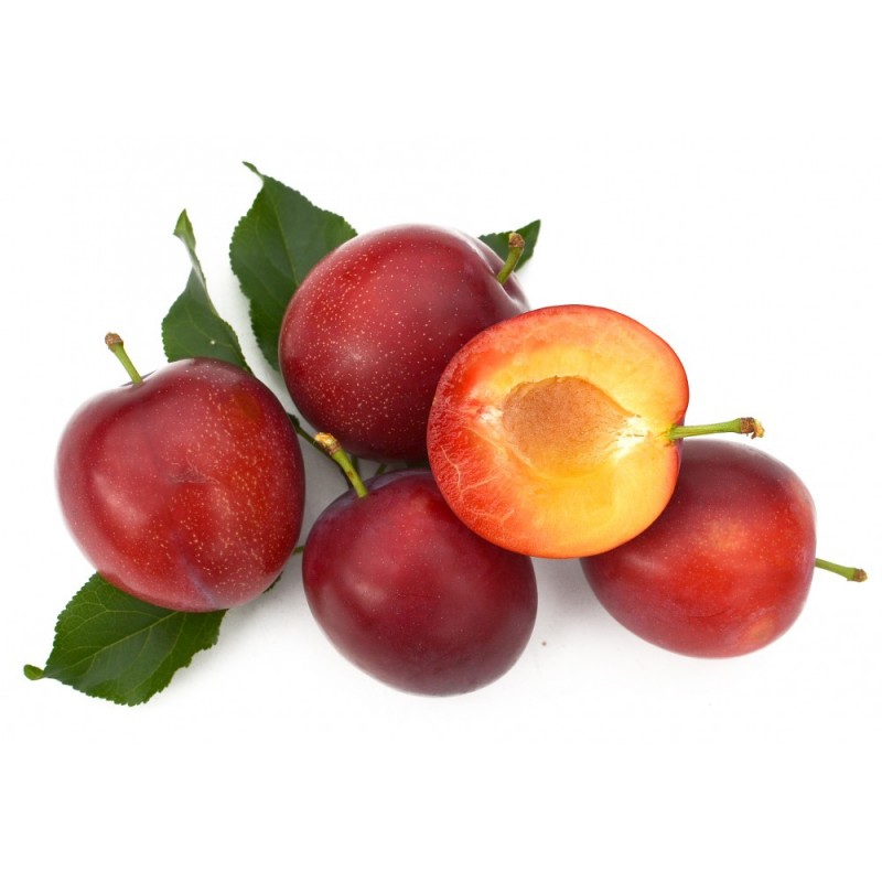 Slivka sibírska ´Kometa´,podp. Myrobalán voľnok.