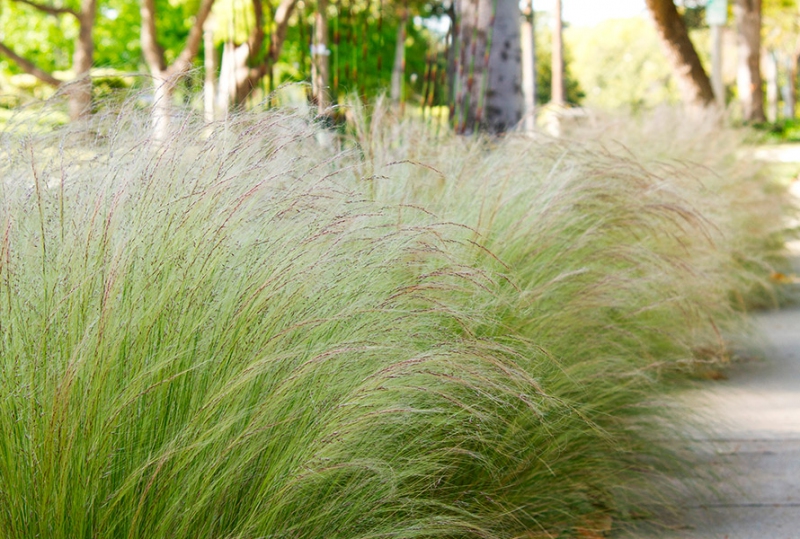 Kavyl ´Pony tails´