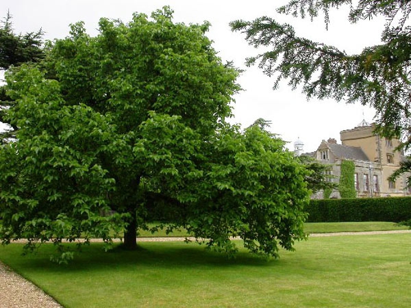 Moruša čierna, voľnok.