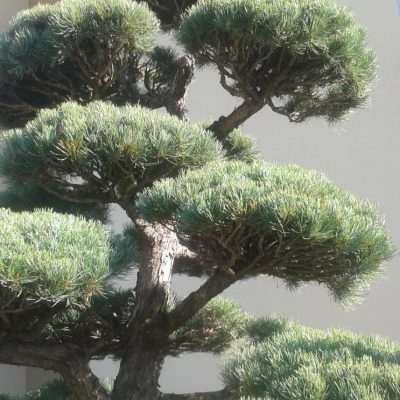 Borovica lesná ´Bonsaj´