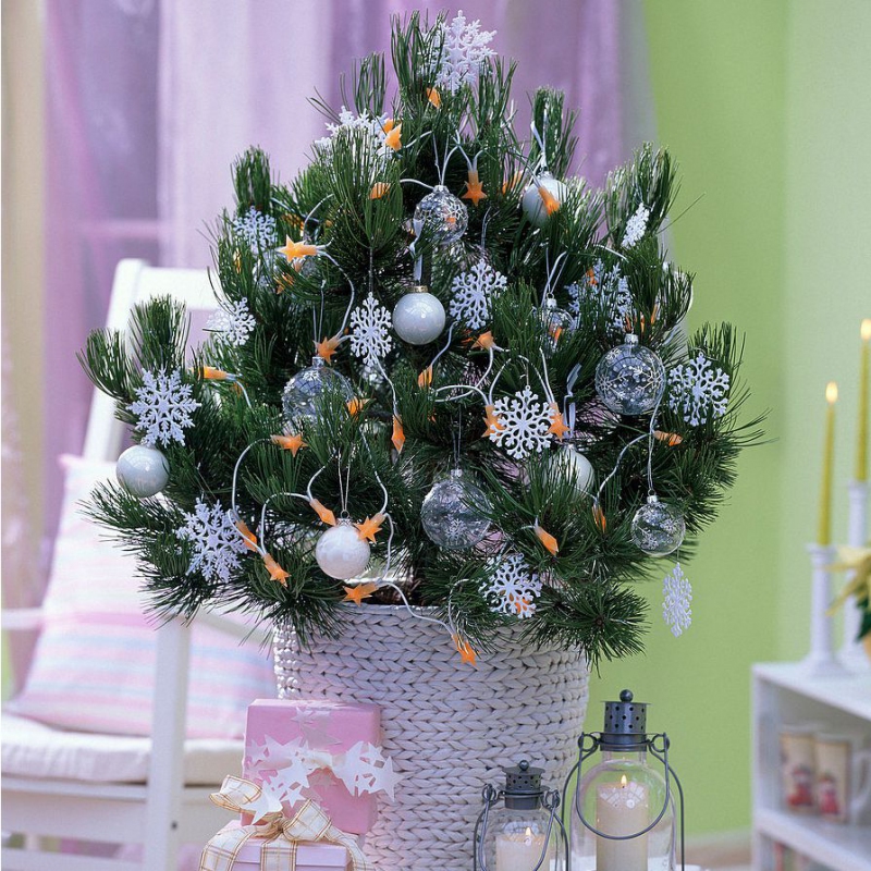 Borovica čierna 80/100 cm, kont.