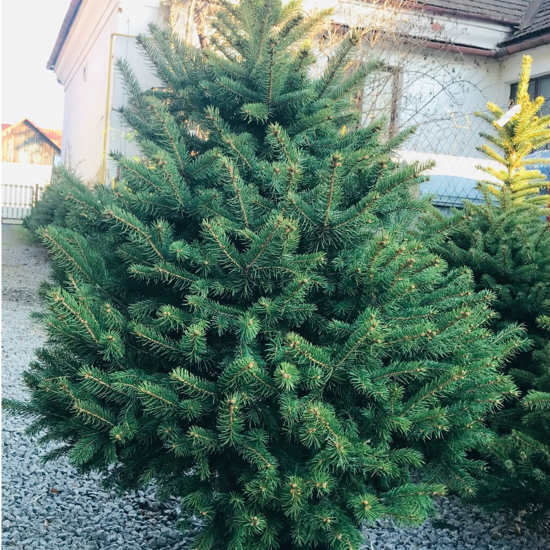 Smrek pichľavý 100/125 cm, kont.