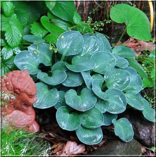 Hosta "Blue Mouse Ears"