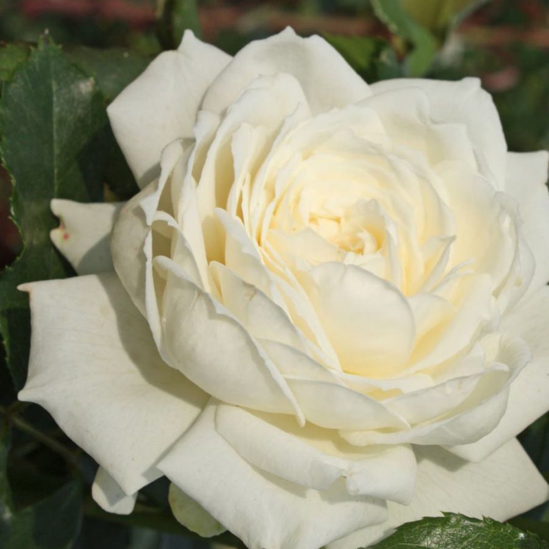 Ruža ´Future/Alaska´