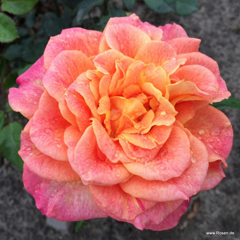 Ruža ´Better Times´