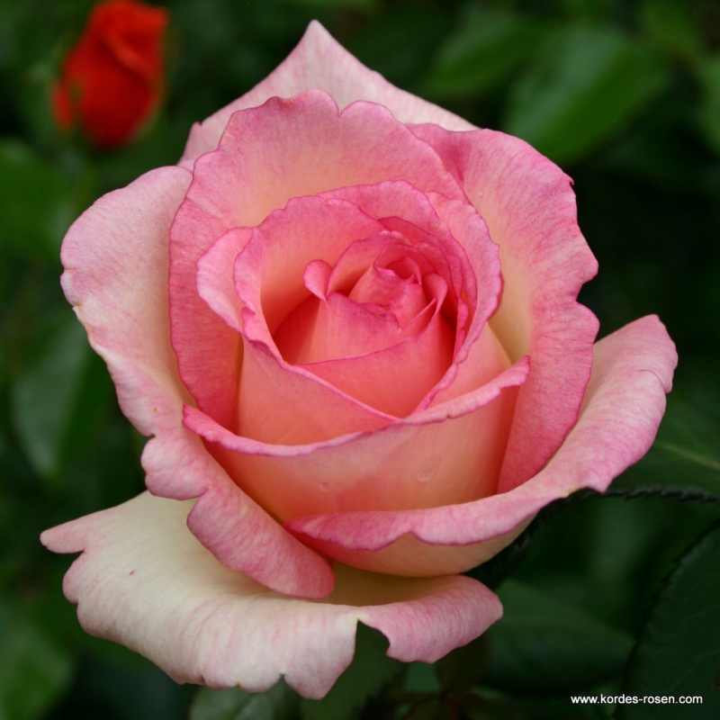 Ruža ´Suovenir de Baden Baden´