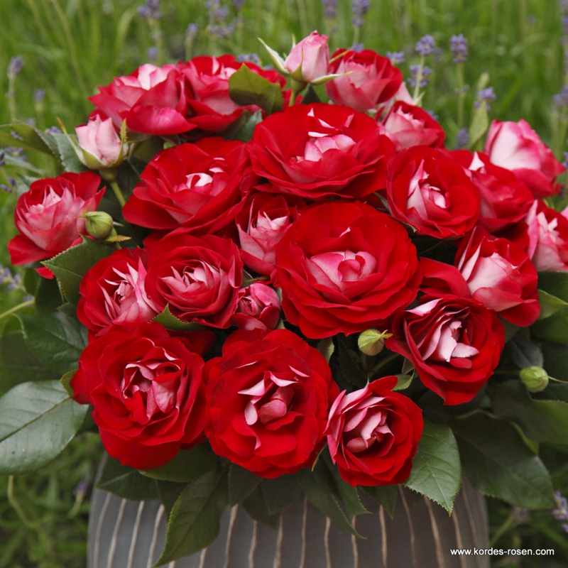 Ruža ´Rose der Einheit´