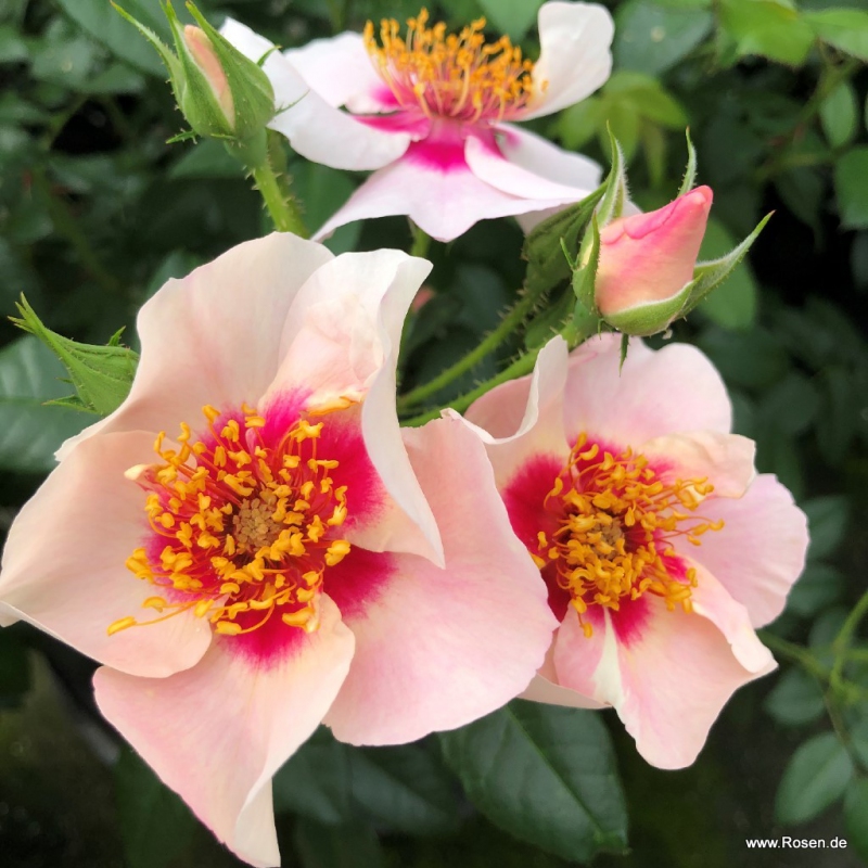 Ruža ´SEE YOU in Red´