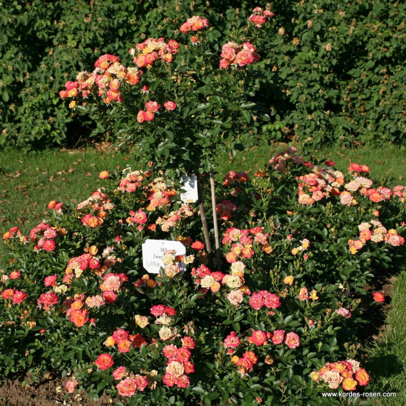 Ruža ´Little Sunset´