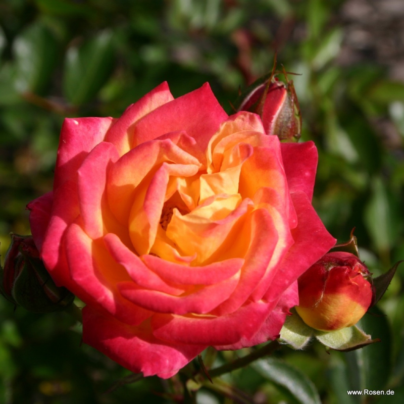 Ruža ´Little Sunset´