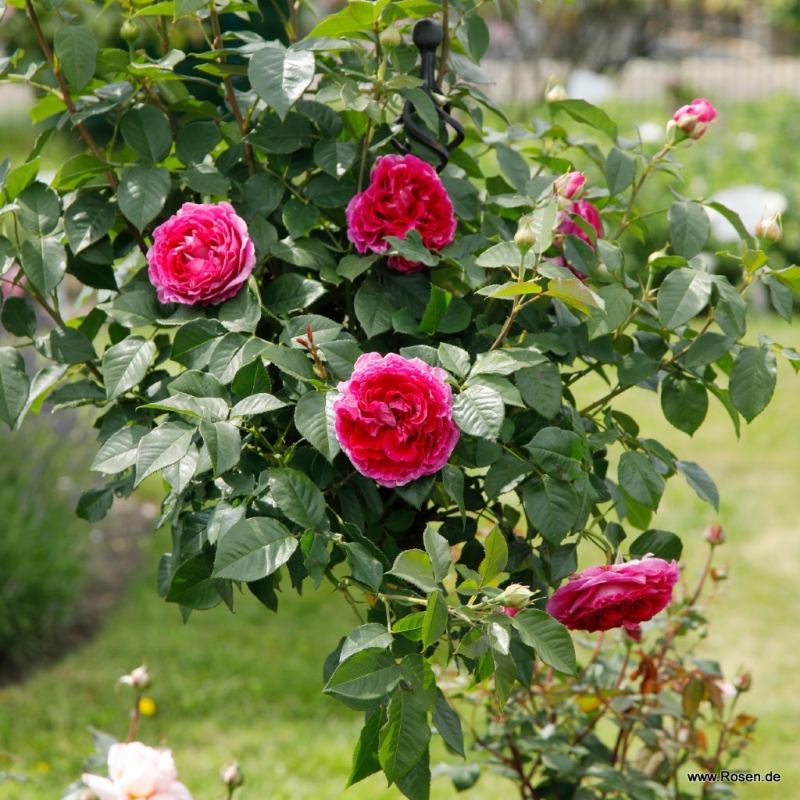 Ruža ´Freifrau Caroline´